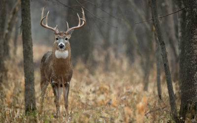 Some NBA Same Gamers (11/2)